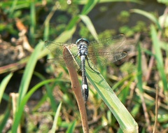 Micrathyria longifasciata