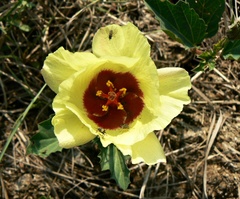 Cienfuegosia drummondii