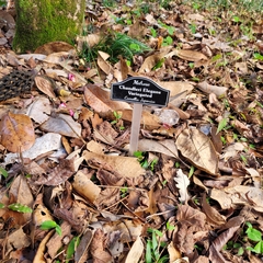 Chandleria elegans