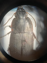 Anisodactylus rusticus