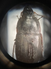 Anisodactylus rusticus