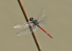 Orthemis philipi