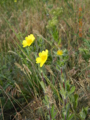 Potentilla recta obscura