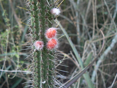 Cleistocactus baumannii