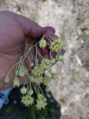 Hymenopappus artemisiifolius