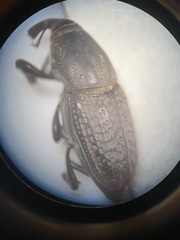 Sphenophorus cicatristriatus