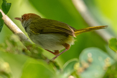 Orthotomus atrogularis