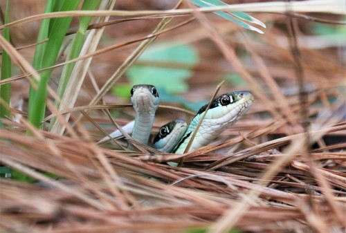 Western Ribbon Snake, Montgomery County, TX, USA, photo 8 of 10