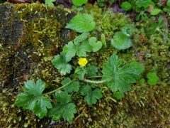 Ranunculus taisanensis