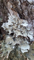 Lobaria scrobiculata image