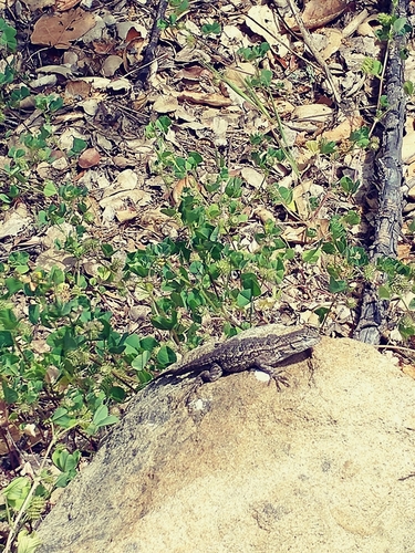 iNaturalist observation photo of Great Basin Fence Lizard