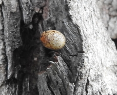 Paropsisterna m-fuscum