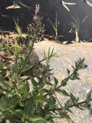 Stemodia durantifolia