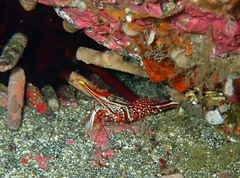 Rhynchocinetes typus