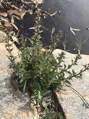 Stemodia durantifolia