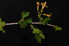 Ribes aureum aureum