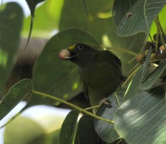 Brachypodius priocephalus