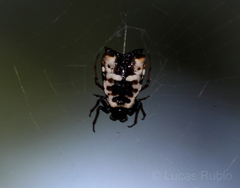 Micrathena saccata