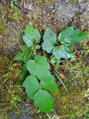 Eriocapitella vitifolia