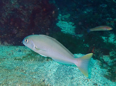 Caulolatilus princeps