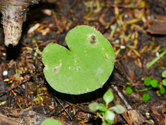 Corybas macranthus