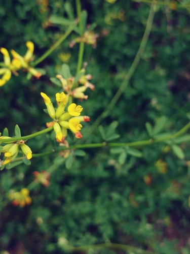 iNaturalist observation photo of deerweed