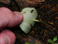 Corybas macranthus