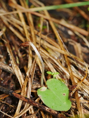 Corybas macranthus