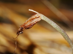 Corybas macranthus