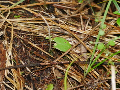 Corybas macranthus