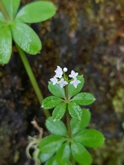 Galium echinocarpum