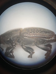 Sphenophorus cicatristriatus