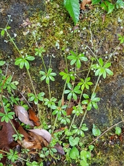 Galium echinocarpum