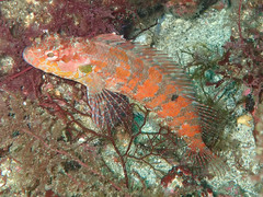 Gobioclinus dendriticus