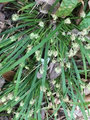 Carex austrocaroliniana