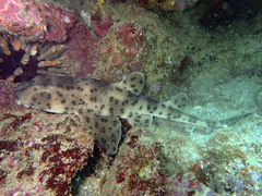 Heterodontus quoyi