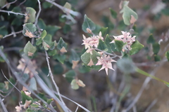 Lasiopetalum microcardium