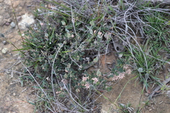 Lasiopetalum microcardium