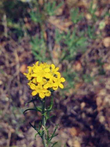 iNaturalist observation photo of Golden Yarrow