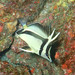 Scythe Butterflyfish - Photo (c) Sylvain Le Bris, some rights reserved (CC BY-NC), uploaded by Sylvain Le Bris