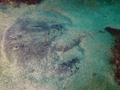Chilean Torpedo photo 3