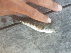 Tetractenos hamiltoni