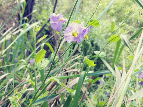 iNaturalist observation photo of purple nightshade