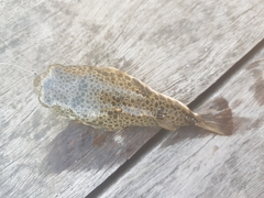 Tetractenos hamiltoni