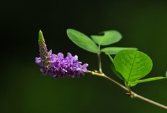 Grona heterocarpos