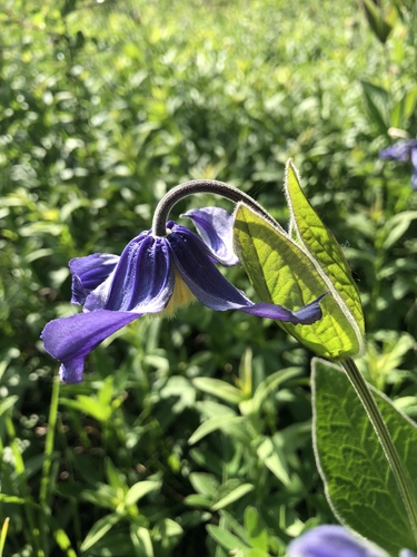 Solitary clematis (Clematis integrifolia)