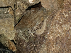 Altiphylax stoliczkai