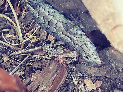 iNaturalist observation photo of Western Fence Lizard