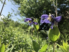 Clematis integrifolia
