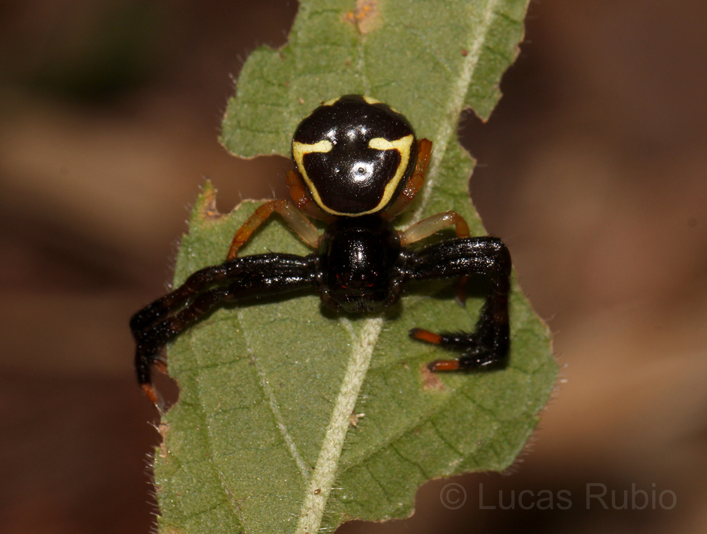 Stephanopoides sexmaculata